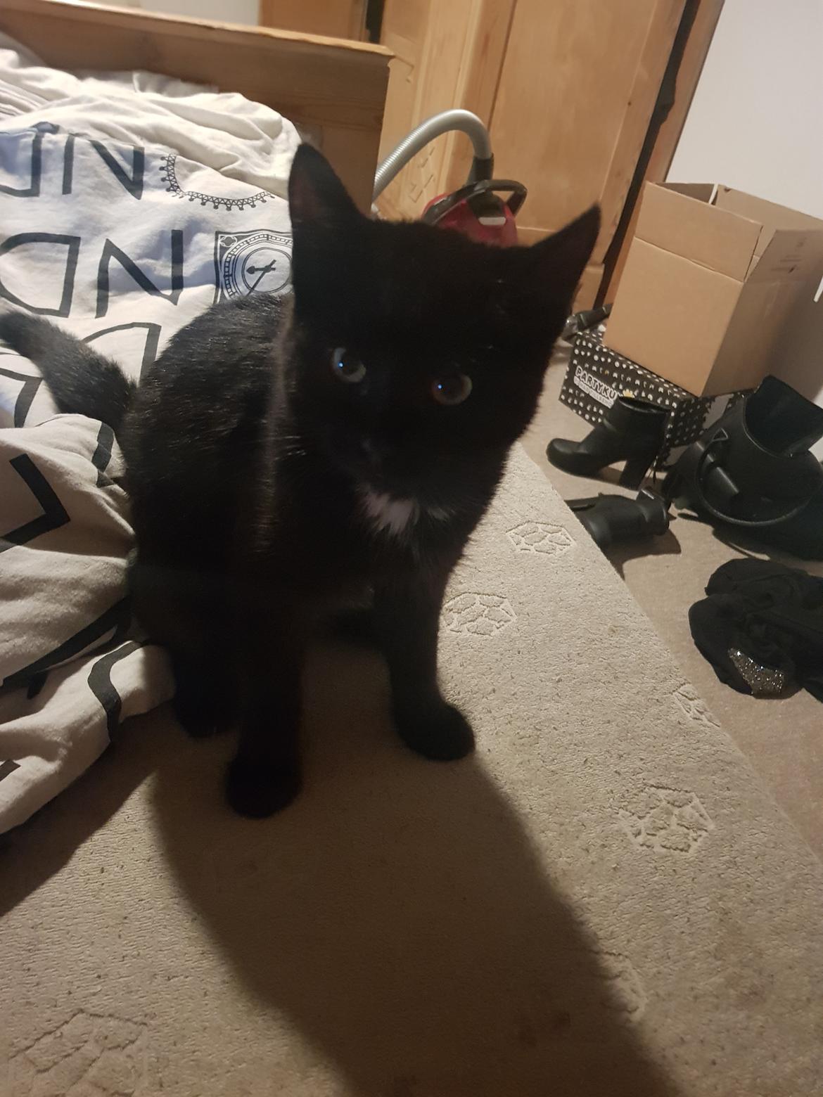 Huskat Albert  billede 1