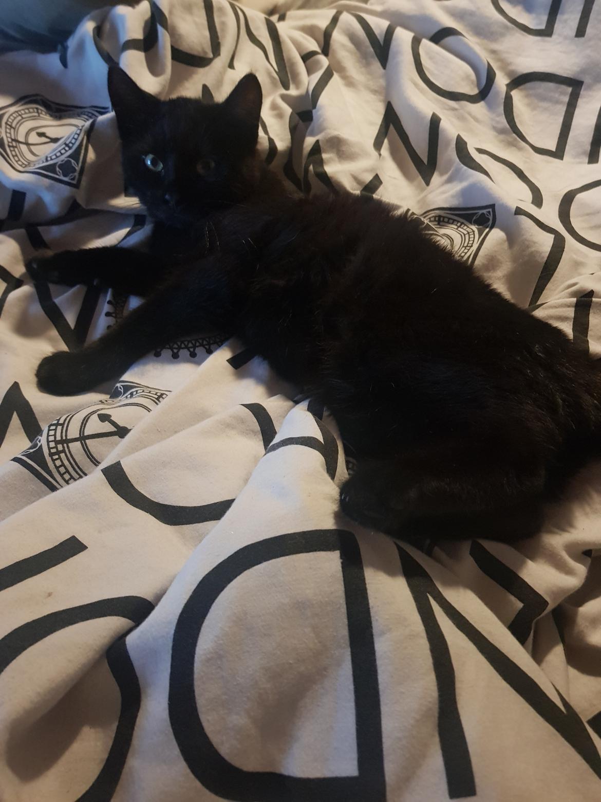 Huskat Albert  billede 2