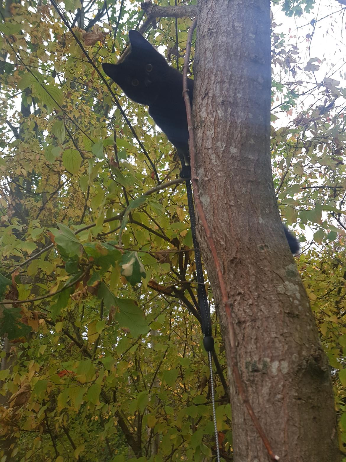 Huskat Albert  billede 4