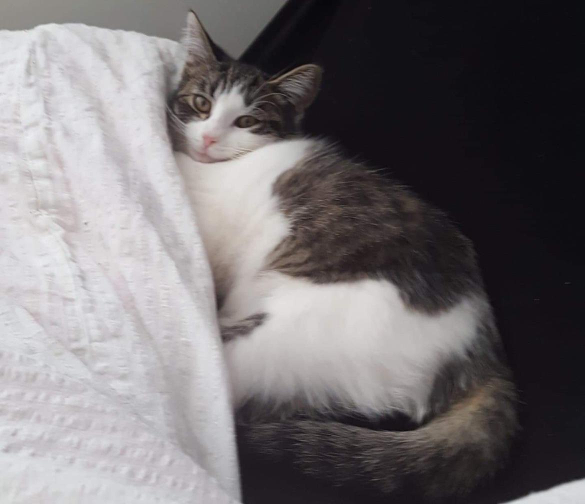 Huskat Alfred  billede 1