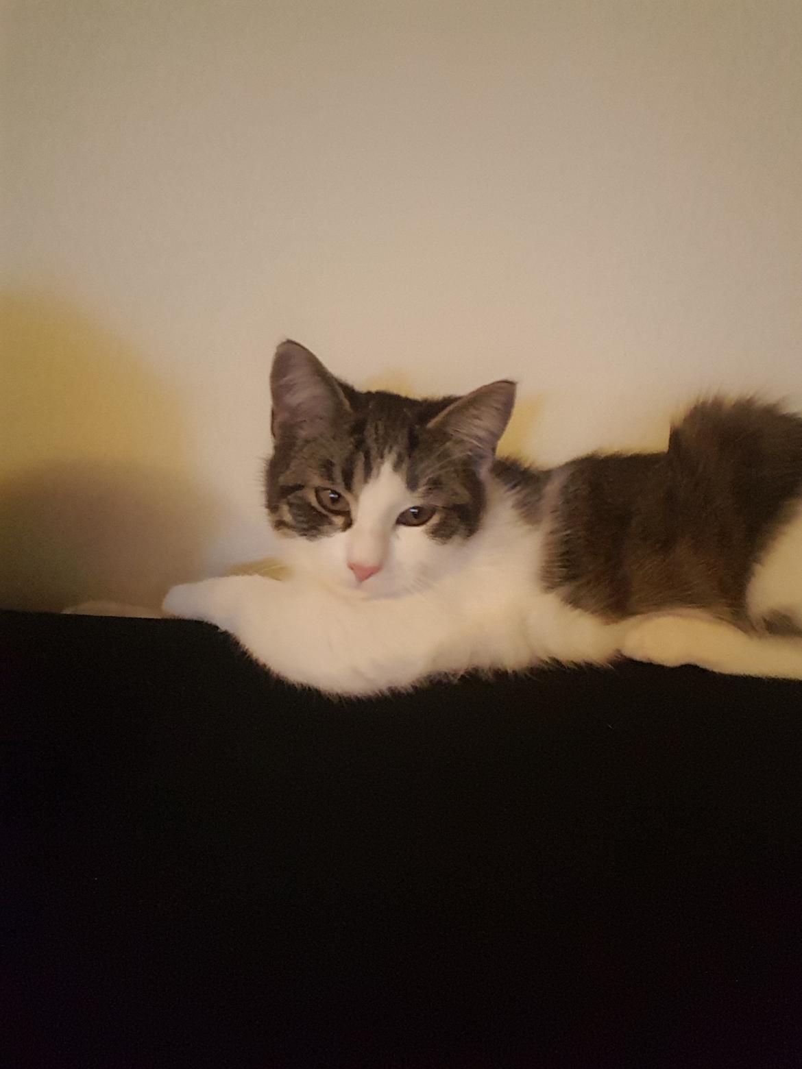 Huskat Alfred  billede 3