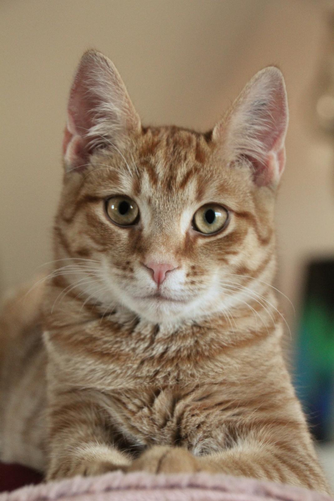 Huskat Simba billede 1