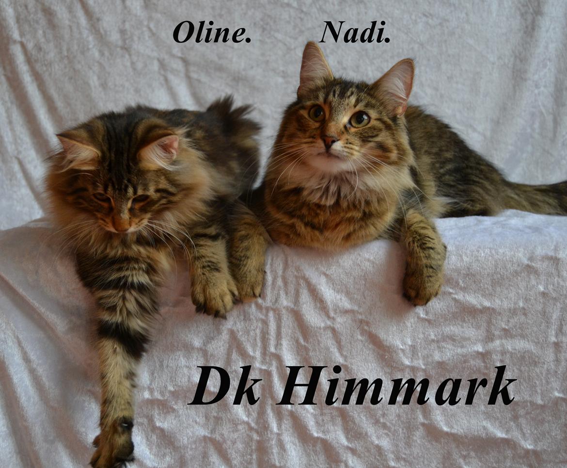 Norsk Skovkat Dk Himmark´s Oline billede 6