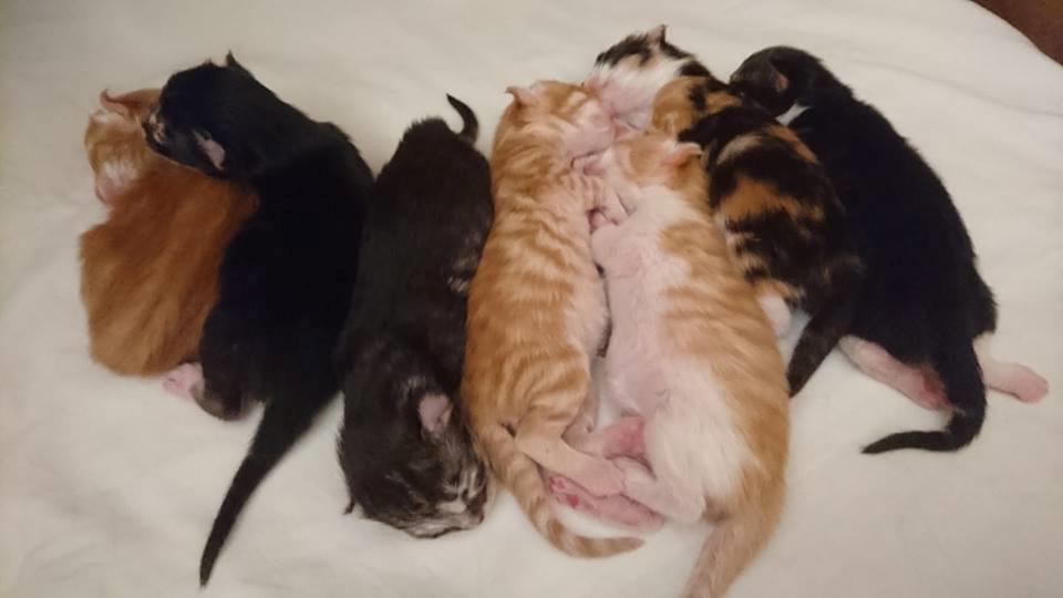 Norsk Skovkat Dk Heljexa´s Dallas kasterat  billede 6