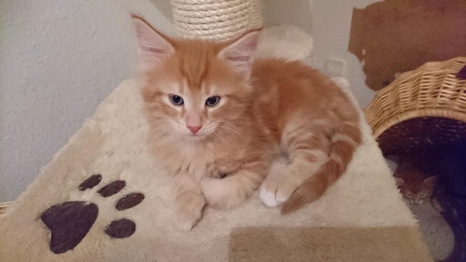 Norsk Skovkat Dk Heljexa´s Dallas kasterat  billede 5