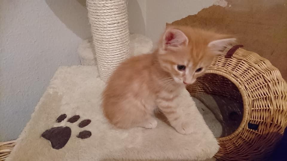 Norsk Skovkat Dk Heljexa´s Dallas kasterat  billede 11