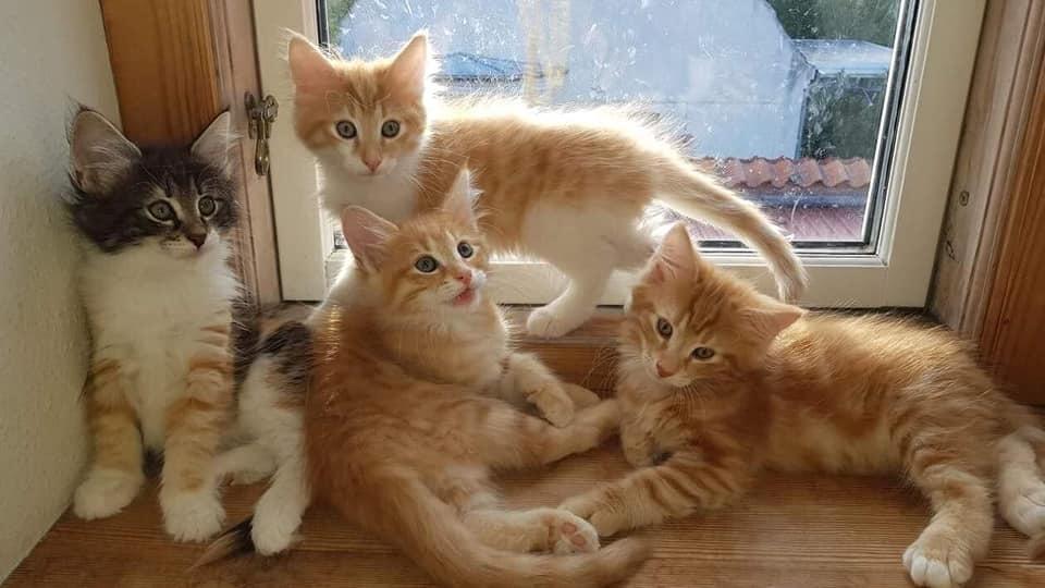 Norsk Skovkat Dk Heljexa´s Dallas kasterat  billede 8