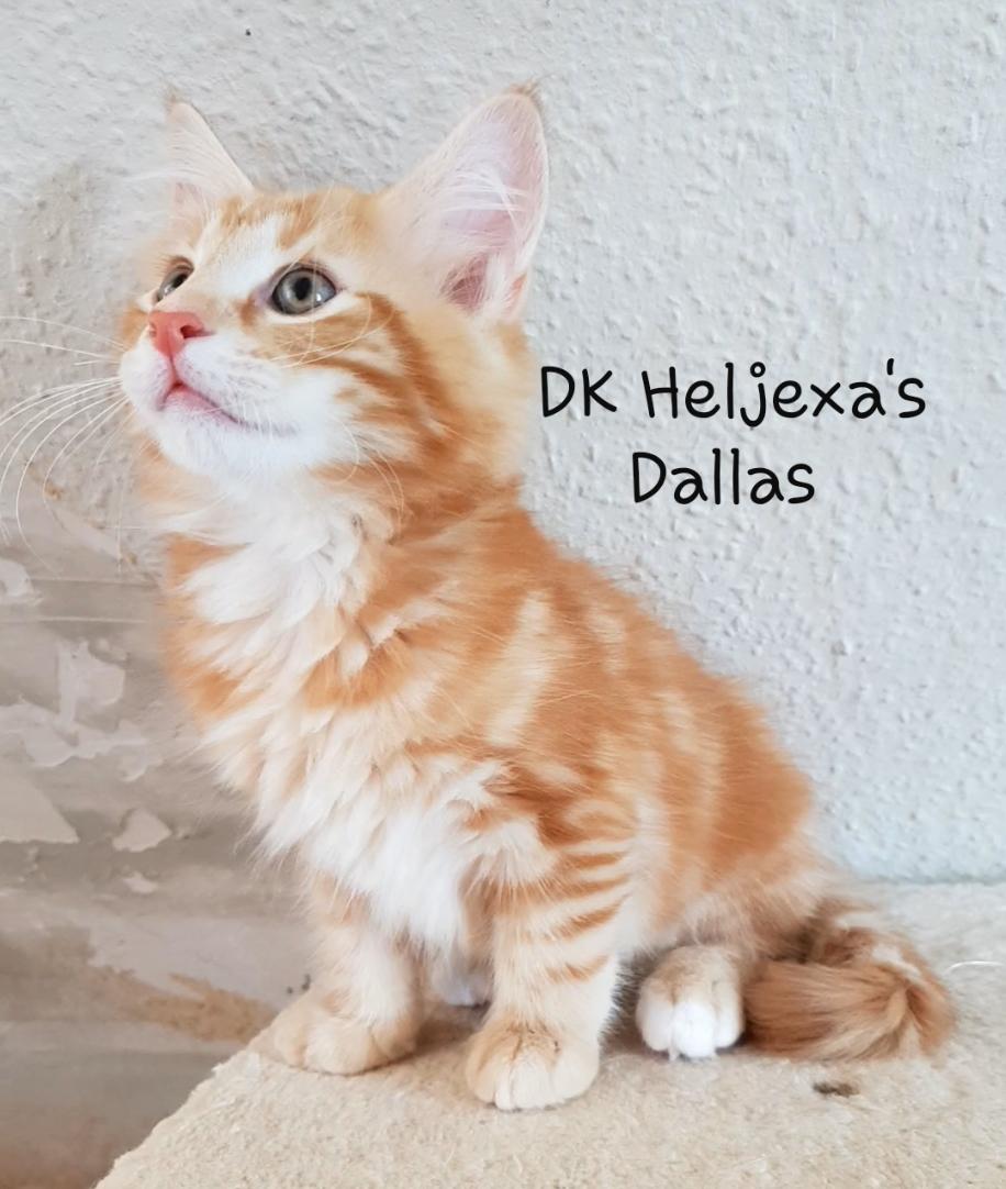 Norsk Skovkat Dk Heljexa´s Dallas kasterat  billede 13