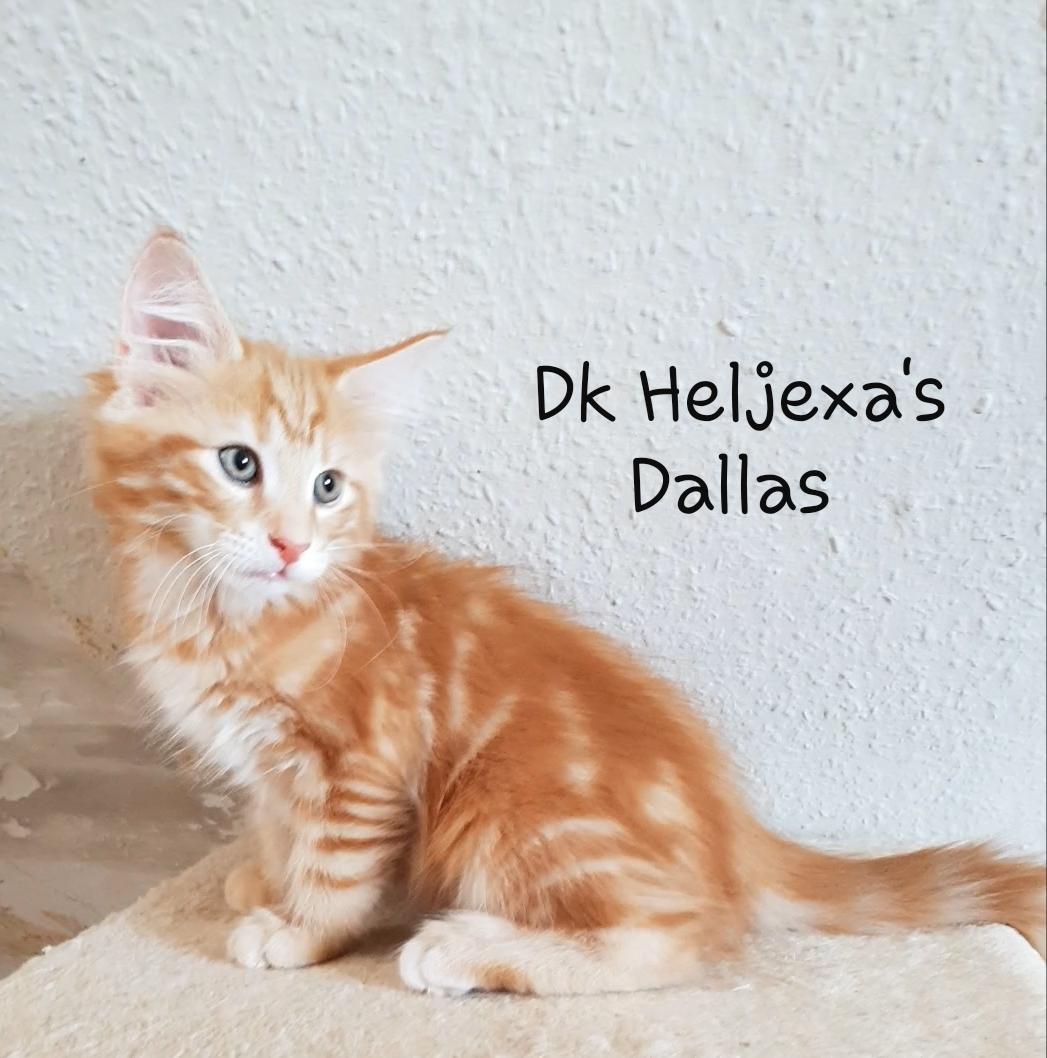 Norsk Skovkat Dk Heljexa´s Dallas kasterat  billede 9