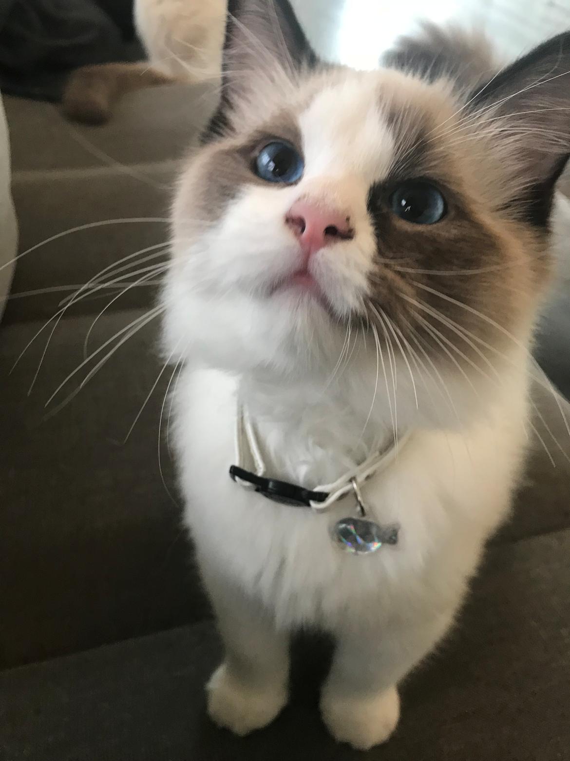 Ragdoll Elliott (Melodic Aura’s Epic Elliott) billede 18