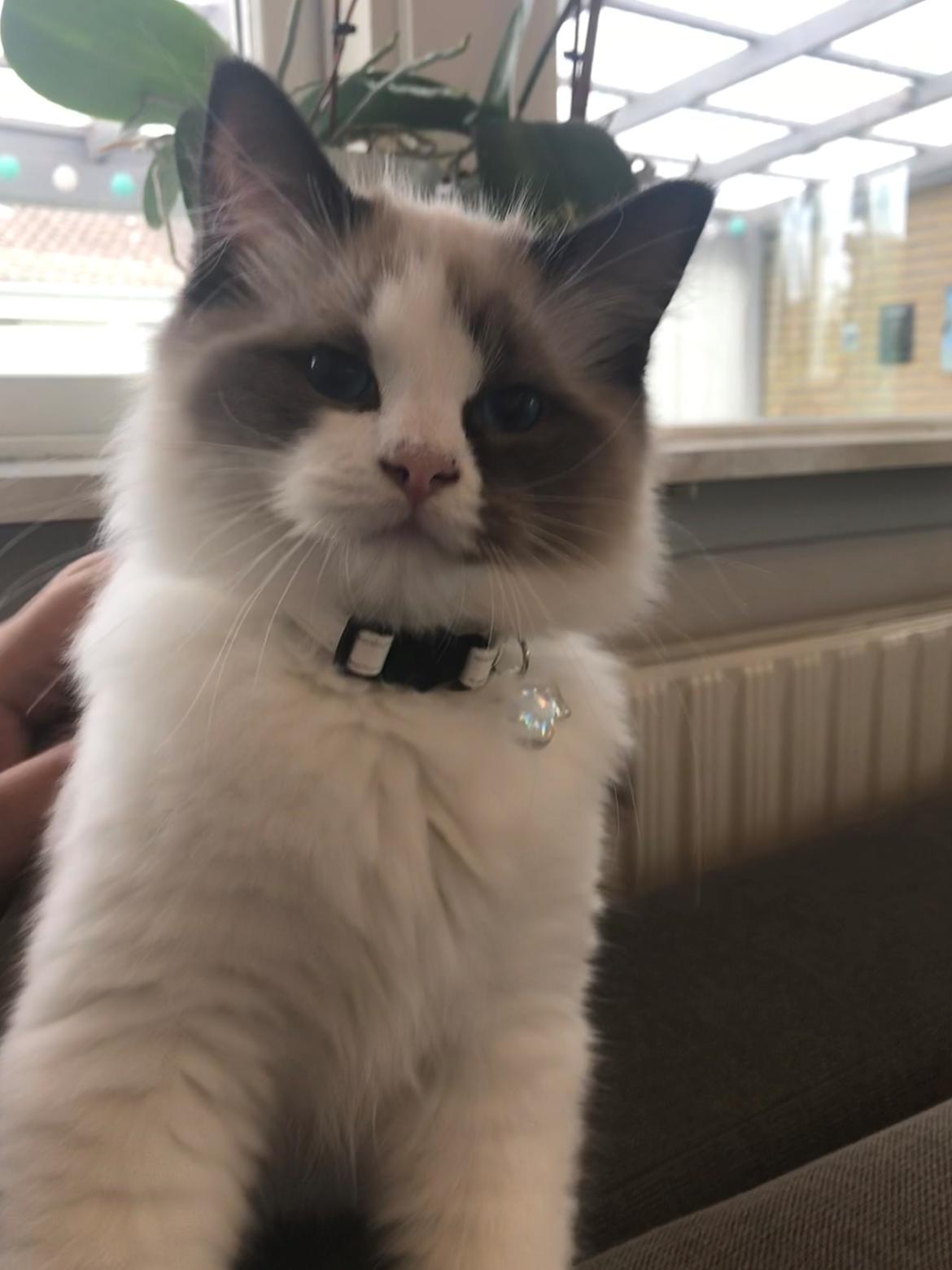 Ragdoll Elliott (Melodic Aura’s Epic Elliott) billede 20