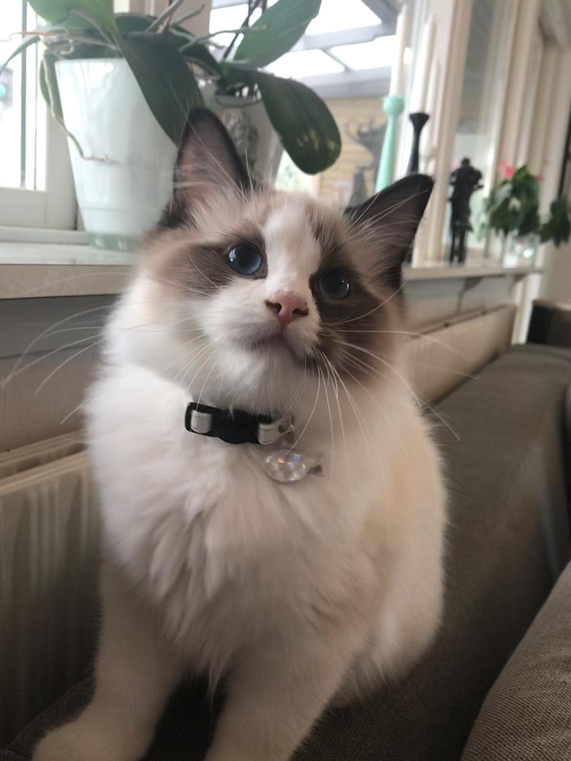 Ragdoll Elliott (Melodic Aura’s Epic Elliott) billede 19