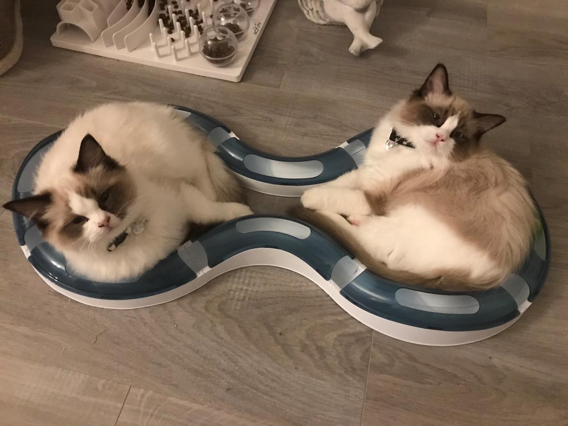 Ragdoll Elvis (Melodic Aura Epic Elvis) billede 20