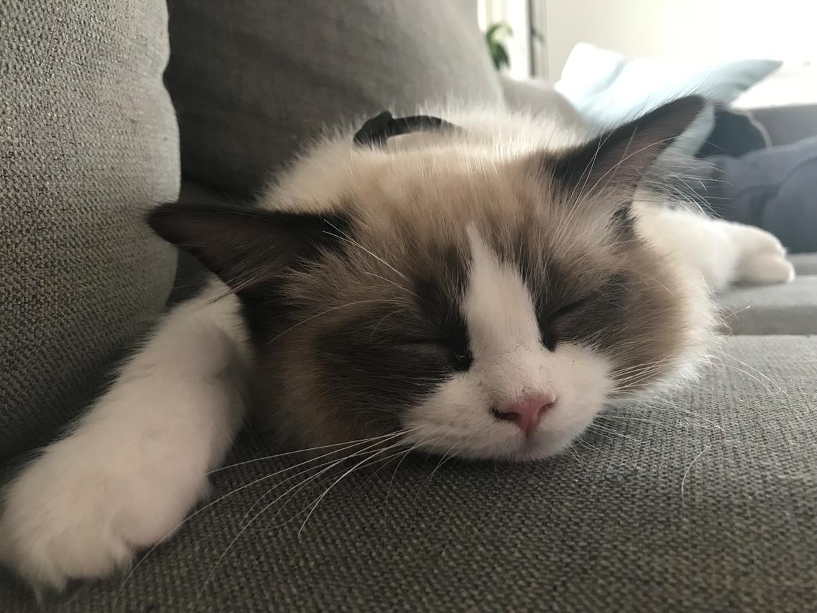 Ragdoll Elvis (Melodic Aura Epic Elvis) billede 19