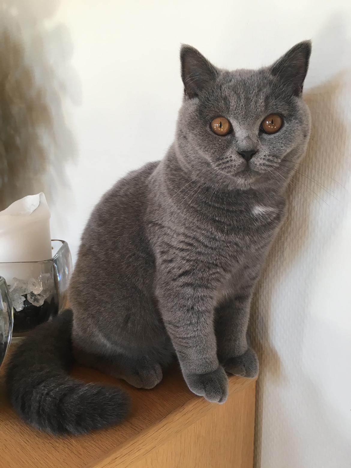 British Shorthair Tinka billede 27