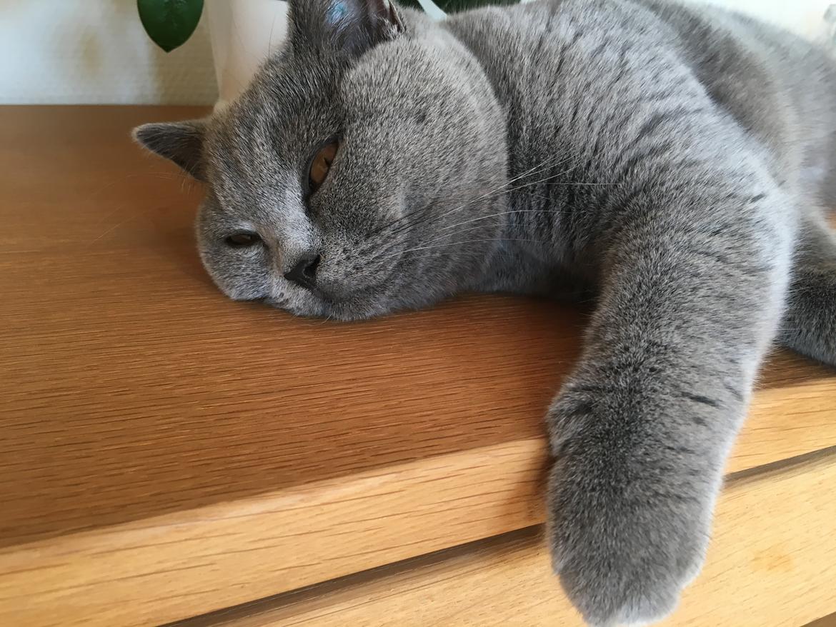 British Shorthair Tinka billede 29