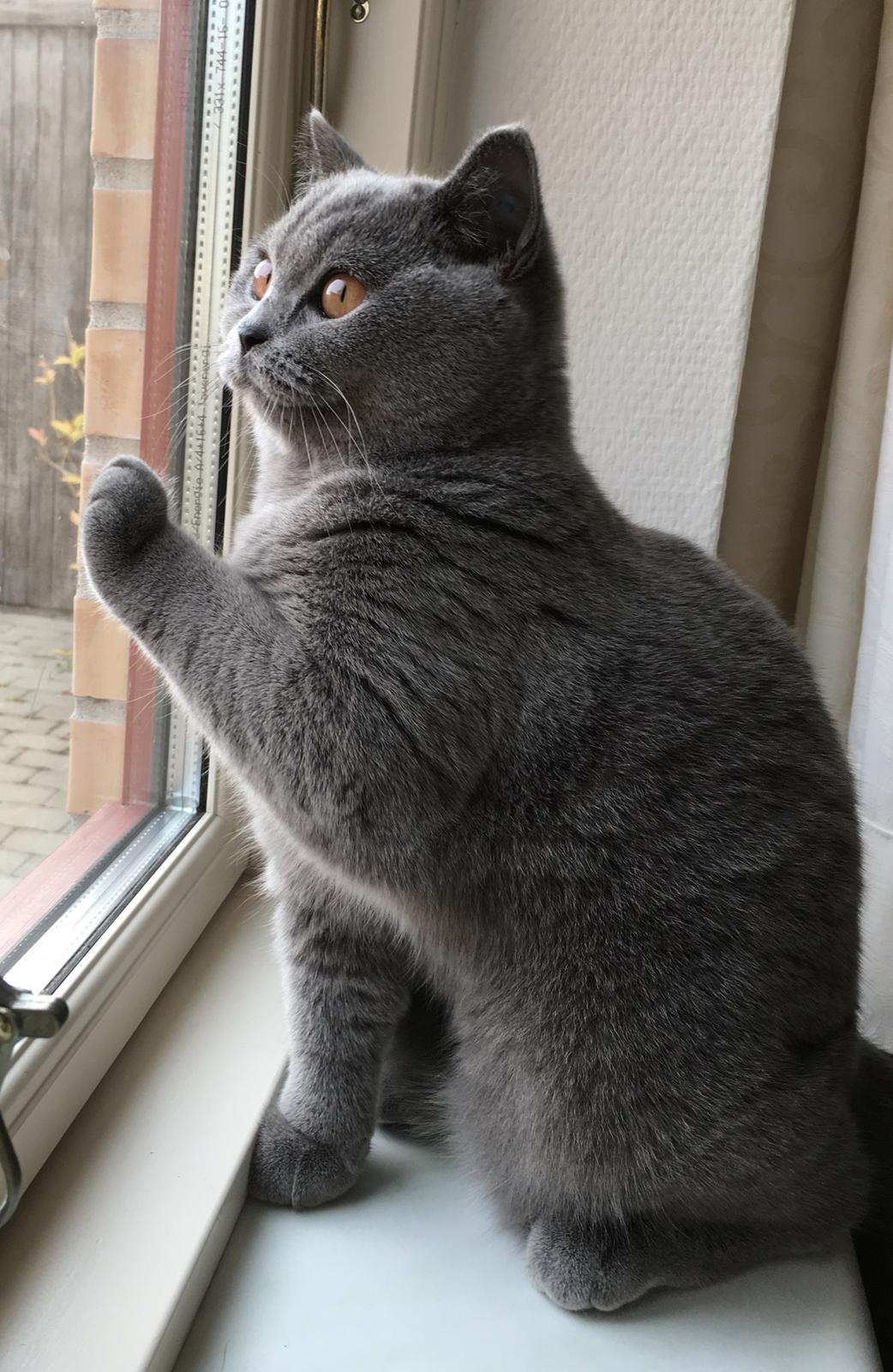 British Shorthair Tinka billede 30