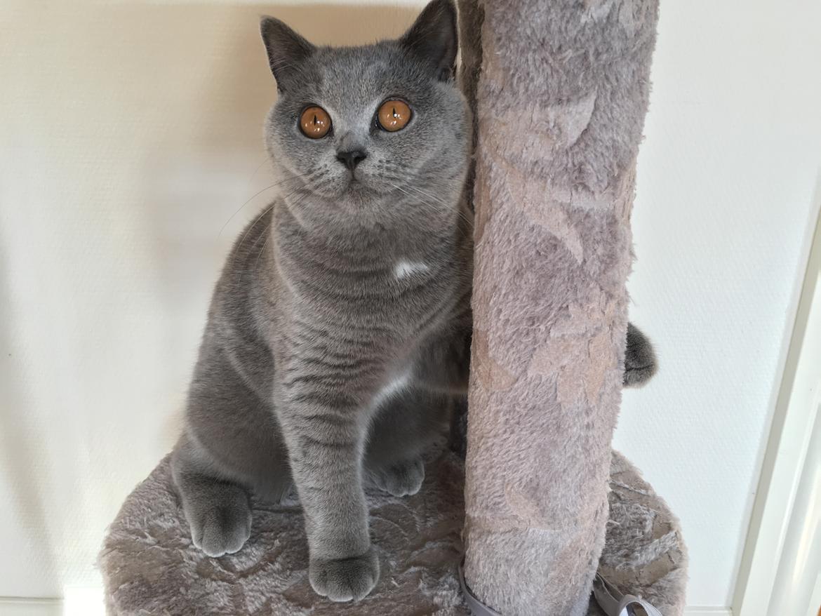 British Shorthair Tinka billede 32