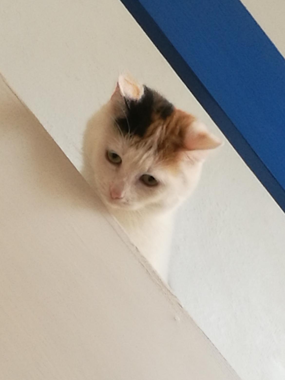 Blanding af racer Cookie  billede 3