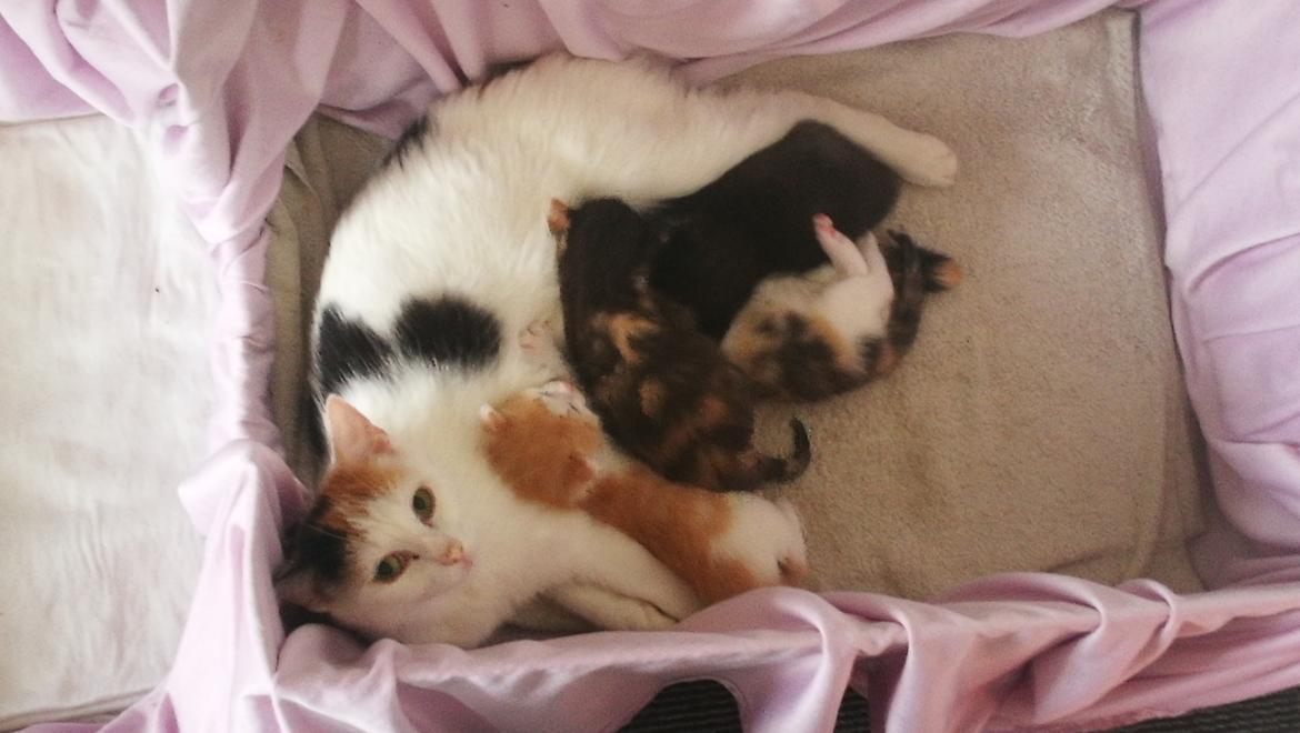 Blanding af racer Cookie  billede 2