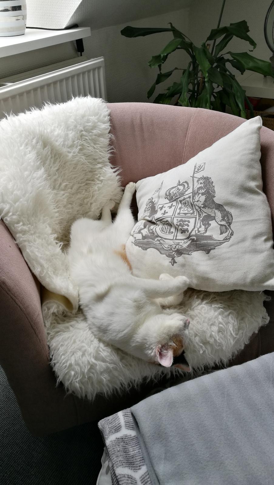 Blanding af racer Cookie  billede 6