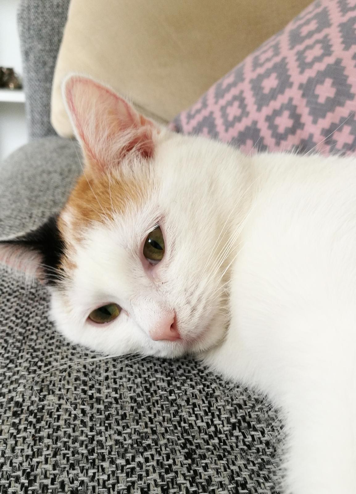 Blanding af racer Cookie  billede 5