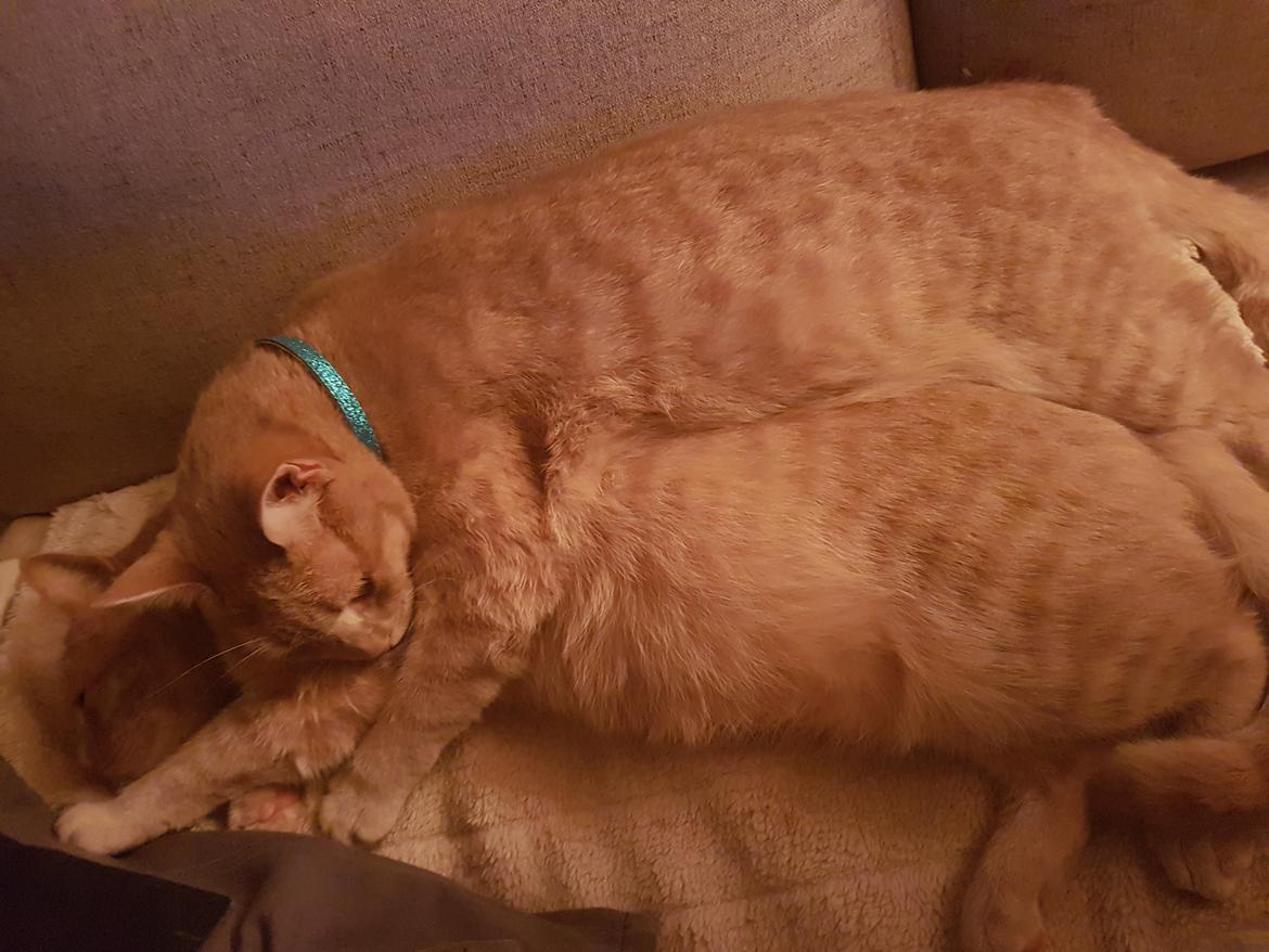 Huskat Prins knæk  billede 10