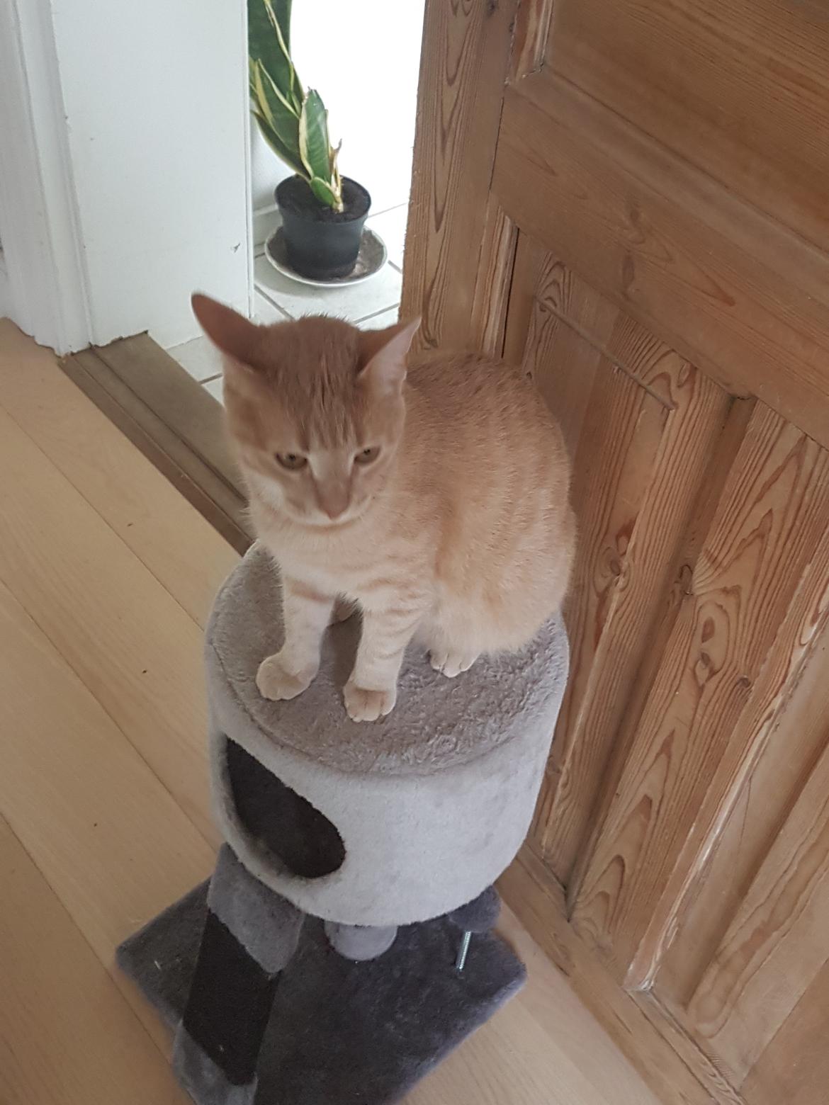 Huskat Prins knæk  billede 11