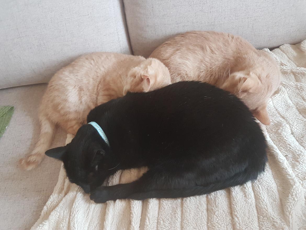 Huskat Prins knæk  billede 13