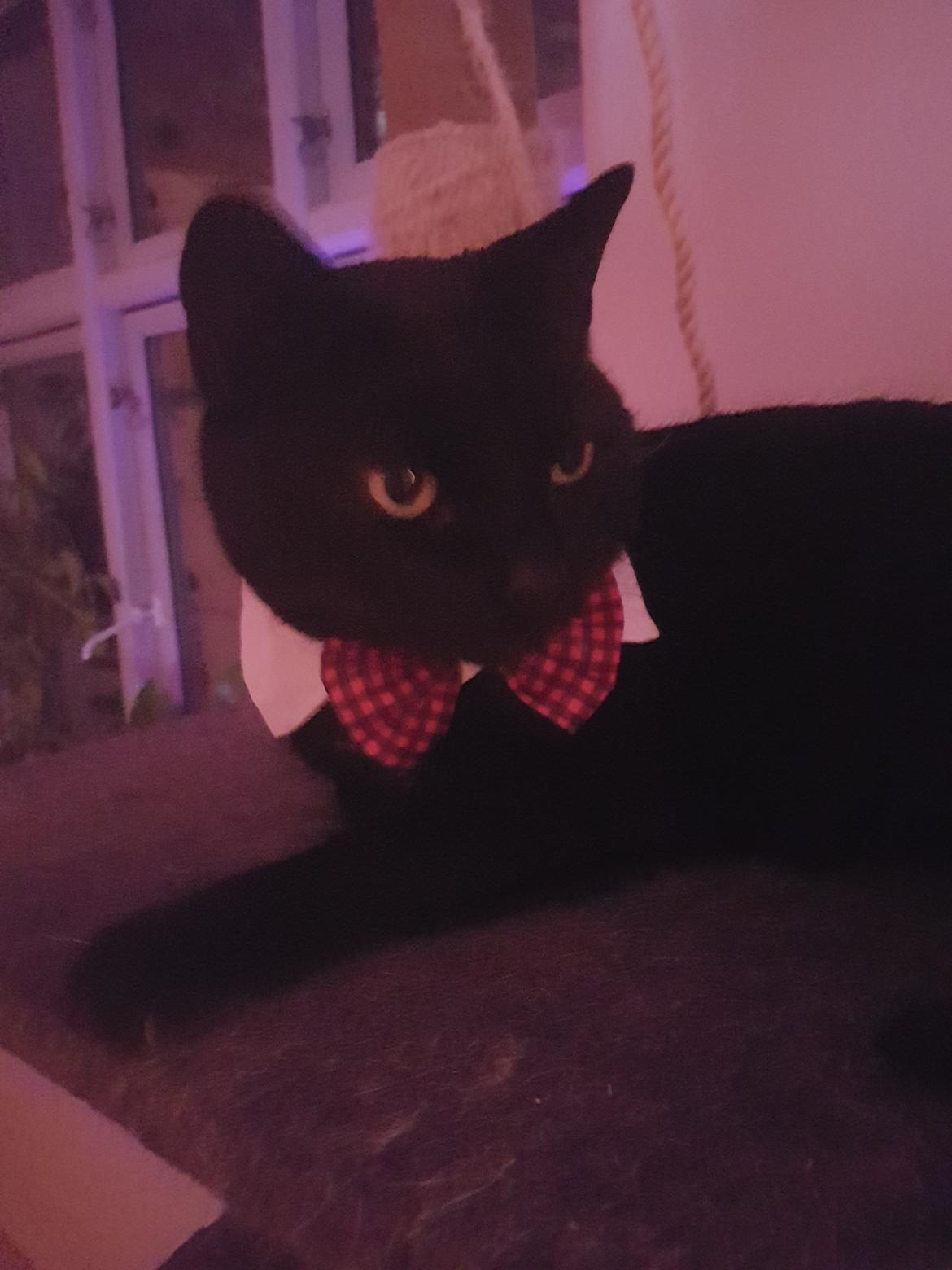 Huskat black jack ( hr jacks) billede 31