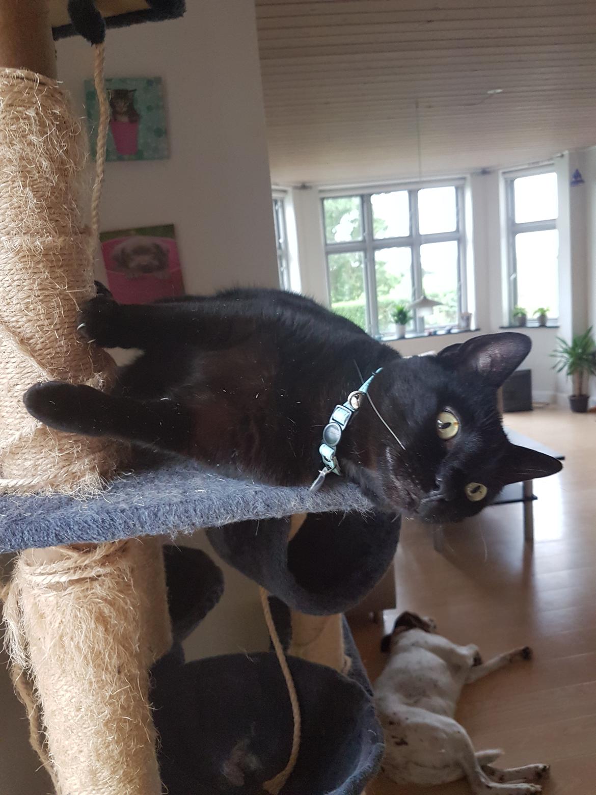 Huskat black jack ( hr jacks) billede 32