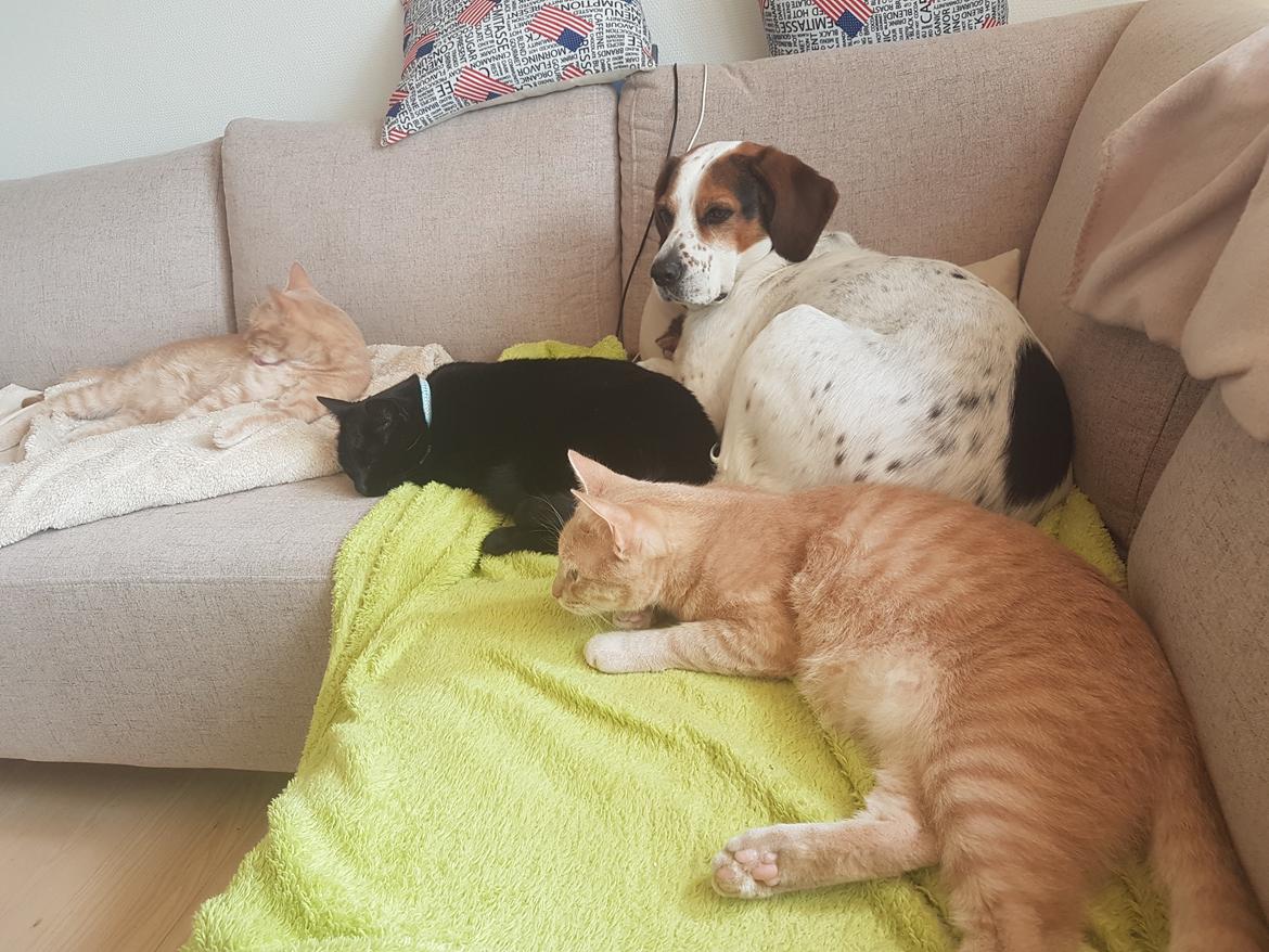 Huskat black jack ( hr jacks) billede 33