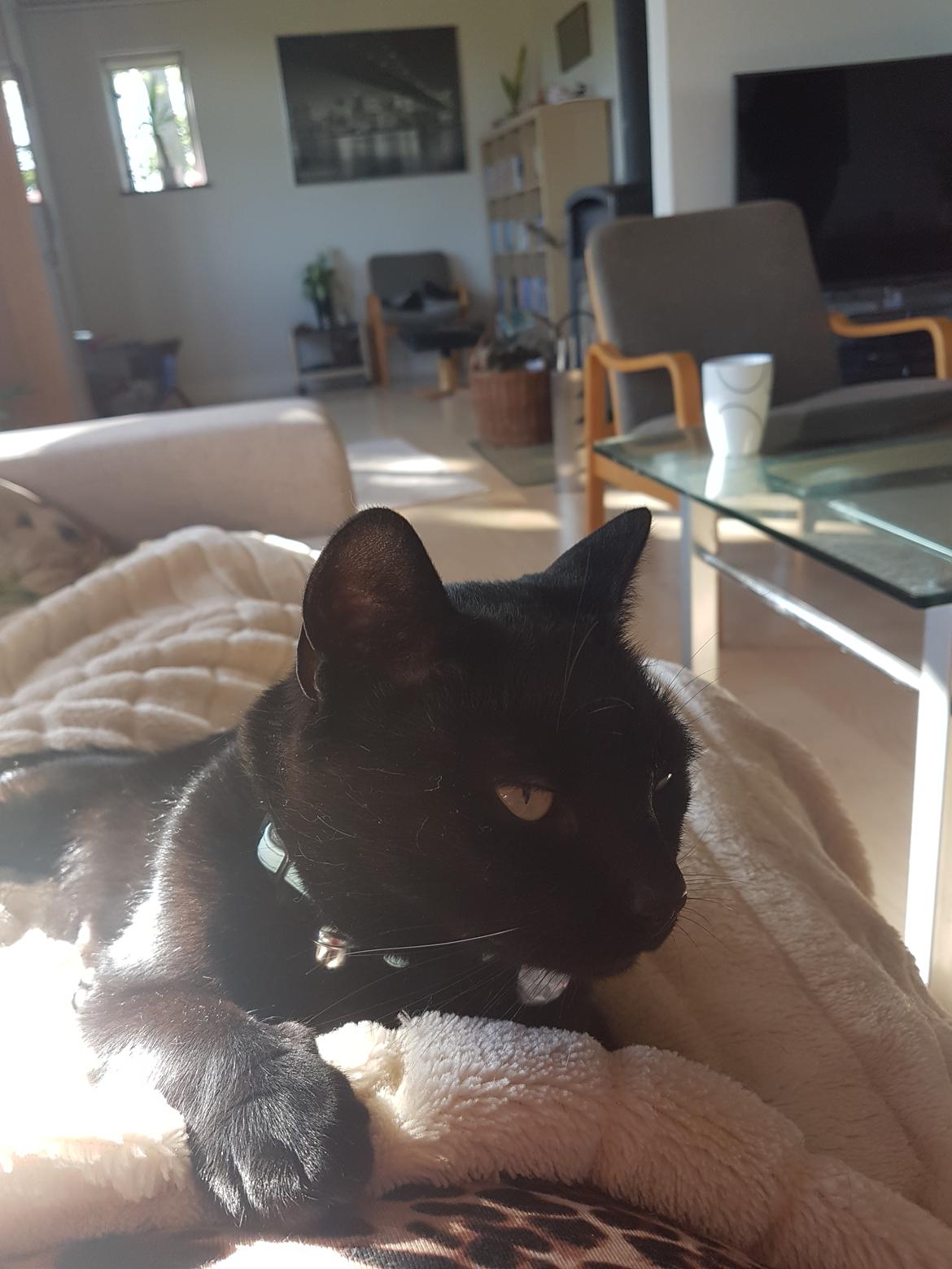 Huskat black jack ( hr jacks) billede 34