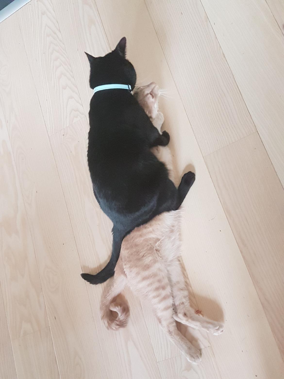 Huskat black jack ( hr jacks) billede 35