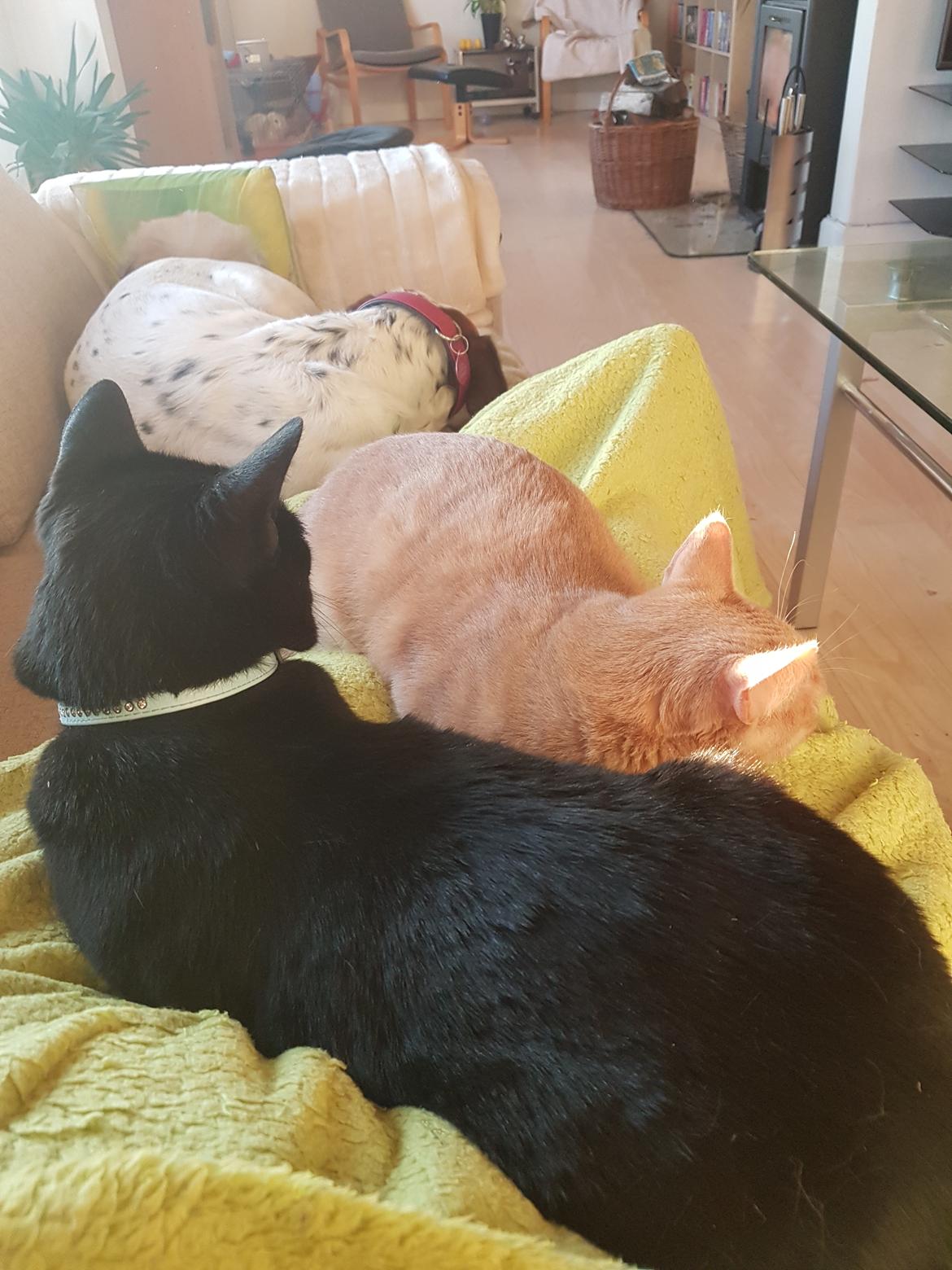 Huskat black jack ( hr jacks) billede 37