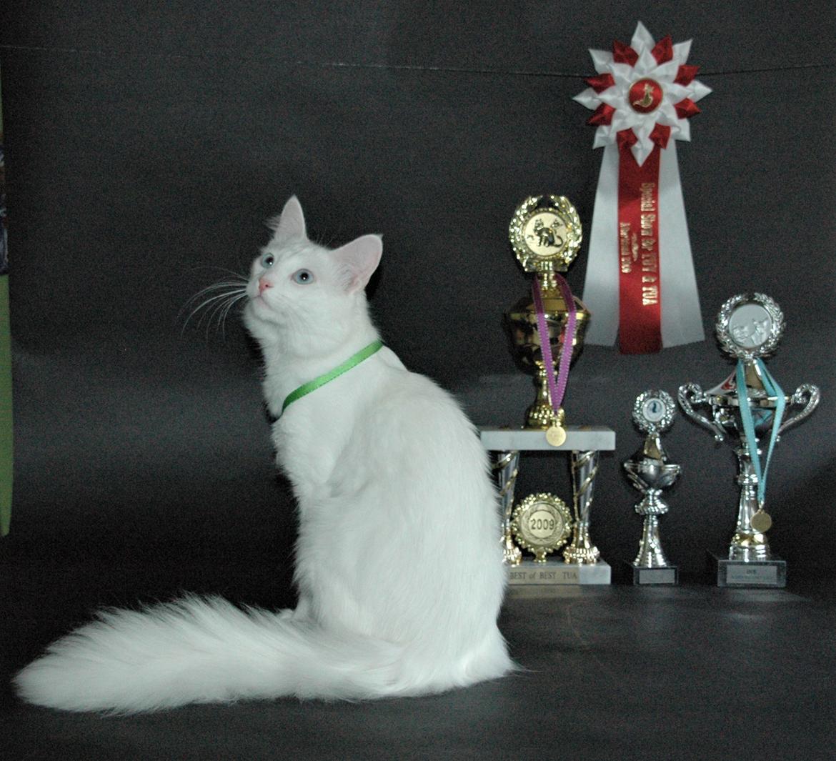 Tyrkisk Angora IC Murat von Kedi Arkadas - Special show for tyrkisk van & tyrkisk angora 2009 billede 15