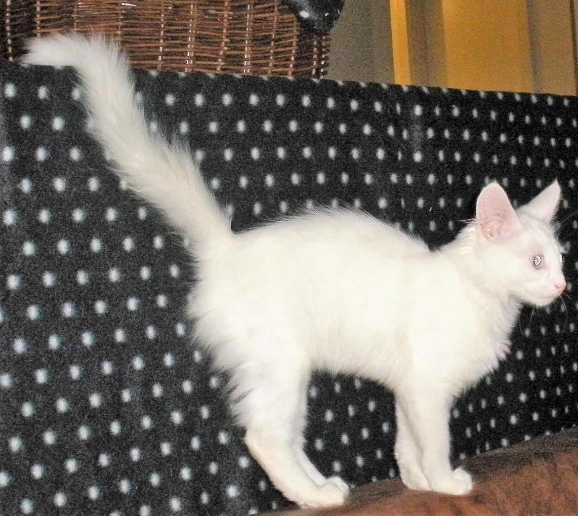 Tyrkisk Angora IC Murat von Kedi Arkadas billede 8