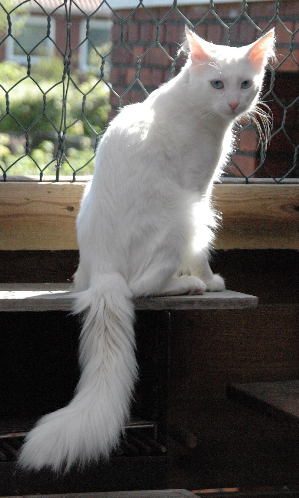 Tyrkisk Angora IC Murat von Kedi Arkadas billede 23