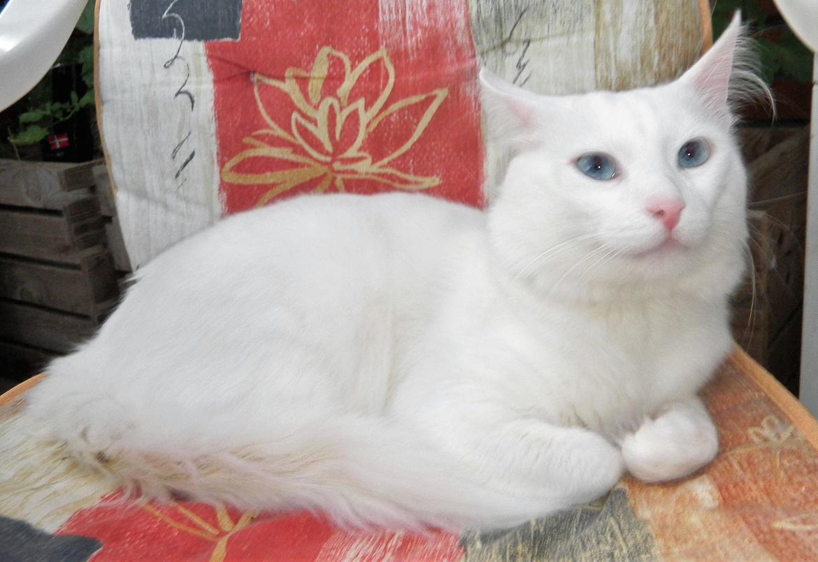 Tyrkisk Angora IC Murat von Kedi Arkadas billede 25