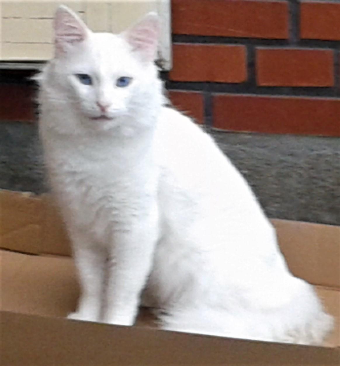 Tyrkisk Angora IC Murat von Kedi Arkadas billede 1