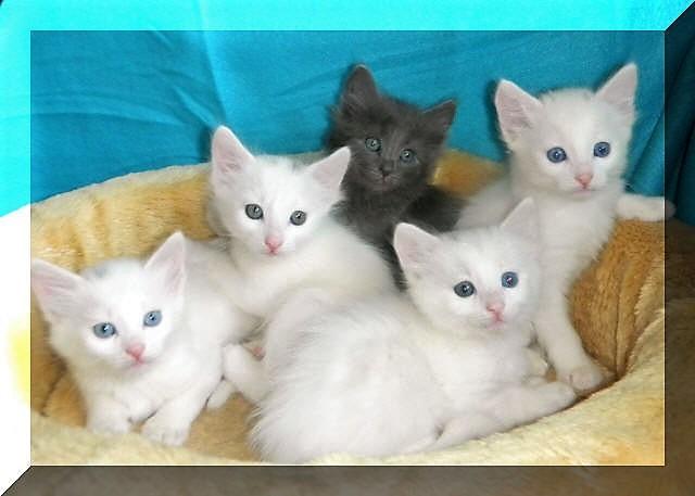 Tyrkisk Angora IC Murat von Kedi Arkadas - Murats kuld vores L kuld 2012 billede 33