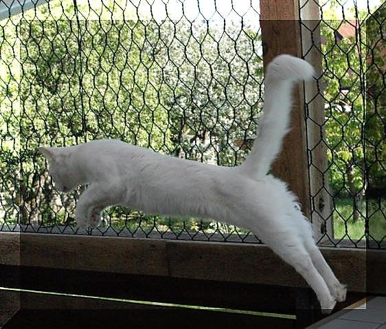 Tyrkisk Angora IC Murat von Kedi Arkadas billede 32