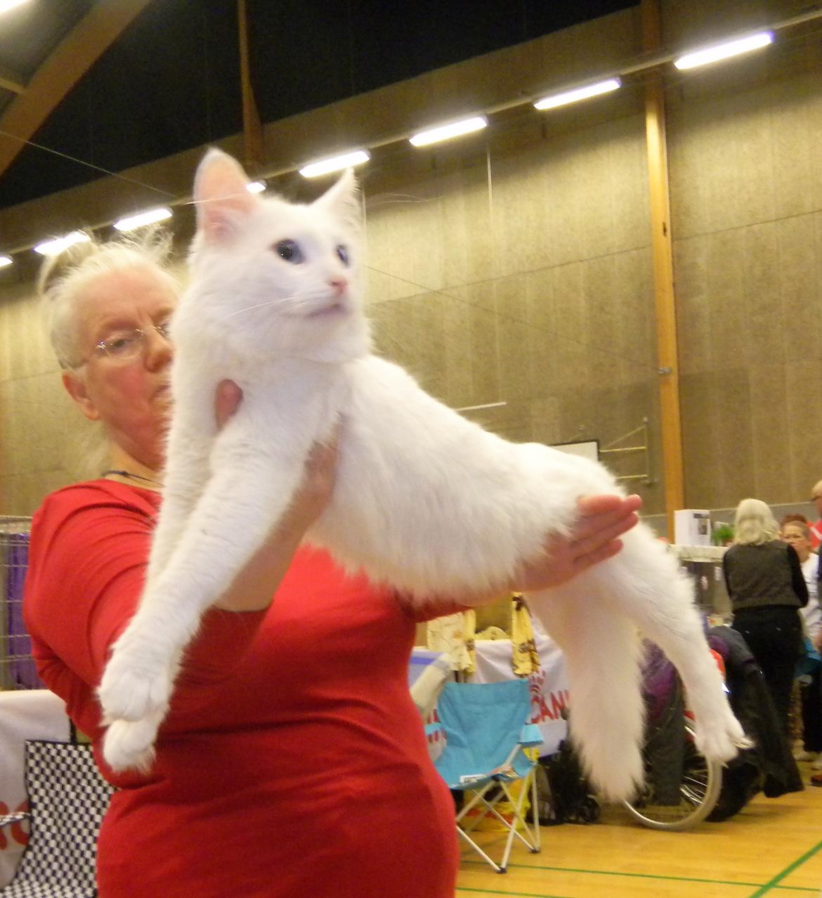 Tyrkisk Angora IC Murat von Kedi Arkadas - world show 2013 billede 34