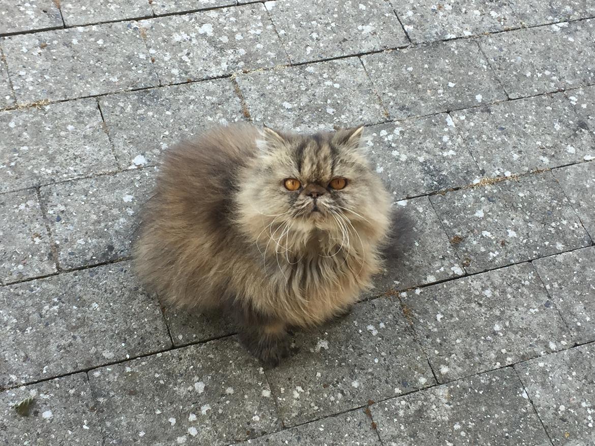 Perser Medea *Chatil de Rex's* - Medea som aldrende perser. Smuk til det sidste <3 2018 billede 21