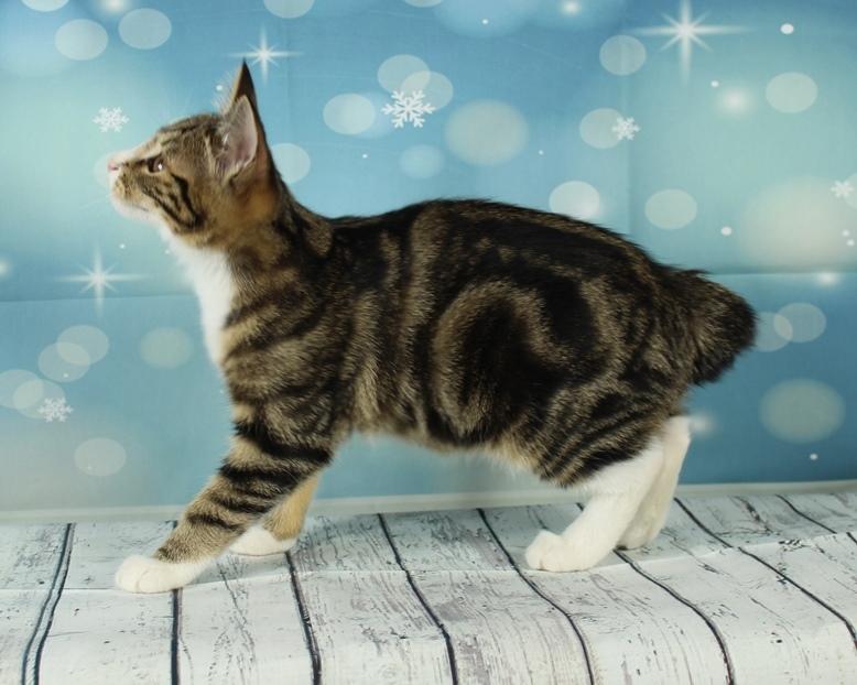 Kurilean Bobtail DK JeaTri´s Mickey billede 10