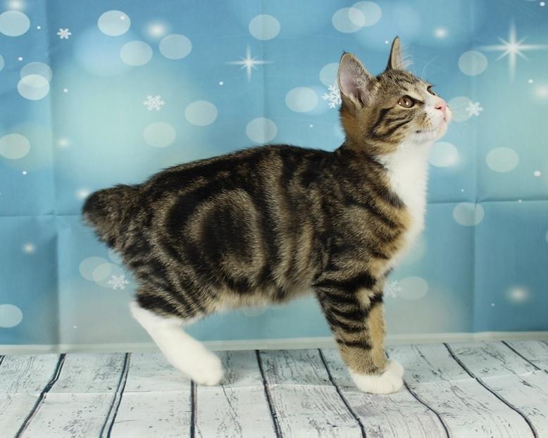 Kurilean Bobtail DK JeaTri´s Mickey billede 11