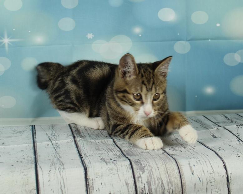 Kurilean Bobtail DK JeaTri´s Mickey billede 8