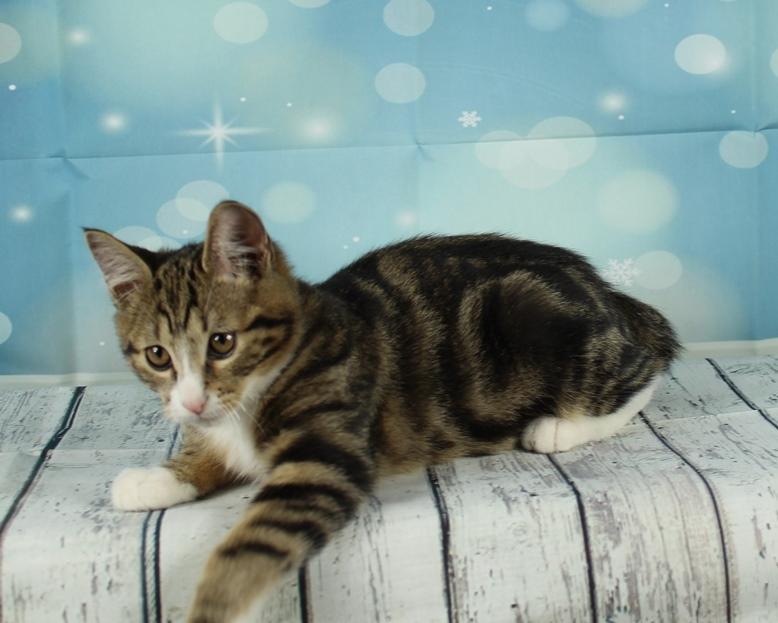 Kurilean Bobtail DK JeaTri´s Mickey billede 7