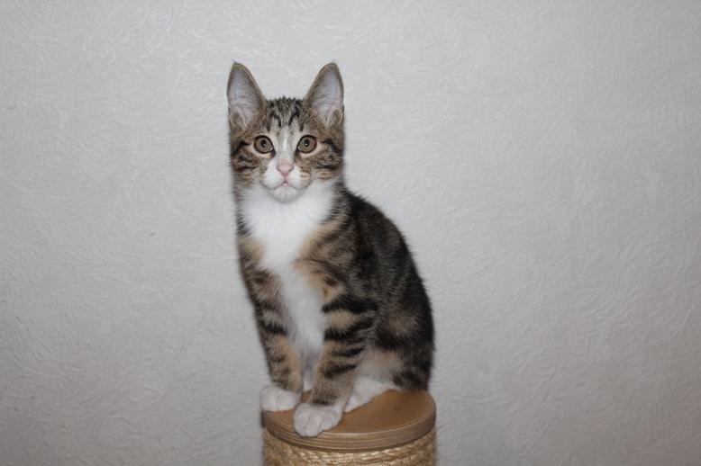 Kurilean Bobtail DK JeaTri´s Mickey billede 12