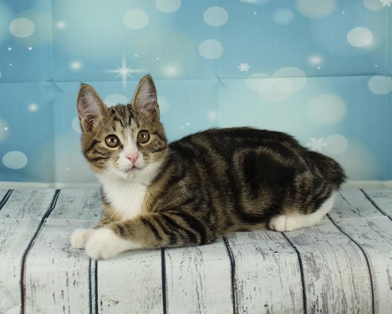 Kurilean Bobtail DK JeaTri´s Mickey billede 9